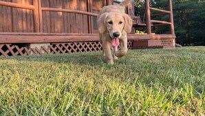 A dog running on grass in front of a wooden building with a lattice design. - Hillside Haven - peaceful, private, pet friendly (Albany)