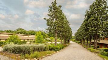 A gravel pathway flanked by tall trees and a building with a tiled roof.