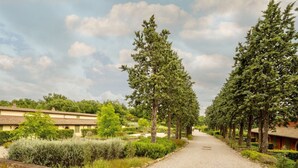 A gravel pathway flanked by tall trees and a building with a tiled roof.
