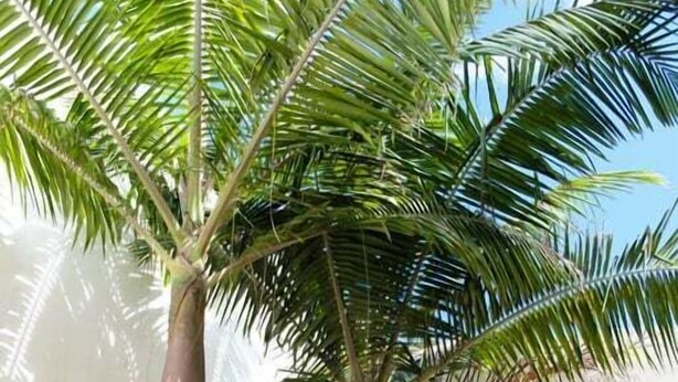 A palm tree with hanging fronds, a table with chairs, and a wall in the background. - GuestReady - Charming Caniço Retreat (Santa Cruz)