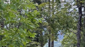 A rustic cabin surrounded by tall trees and a lake.
