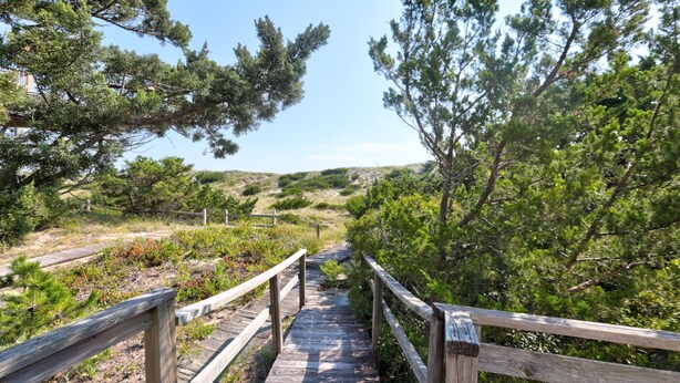 Une promenade en bois qui traverse un paysage naturel, avec des arbres et des arbustes.