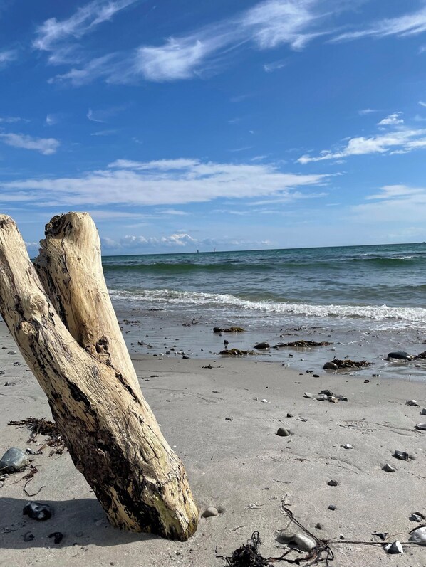 A beach with driftwood, seaweed, and pebbles.