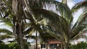 Un complexe hôtelier tropical doté de palmiers, d’un espace de détente extérieur abrité et d’une pelouse bien entretenue.
