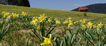Appartement LES Bichettes - RDC Avec Jardin Privatif, Terrasse, Exposé Plein Sud