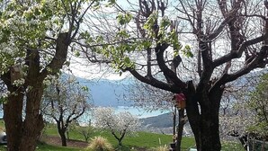 Una mesa de picnic en un área con césped, árboles y vistas a montañas al fondo.
