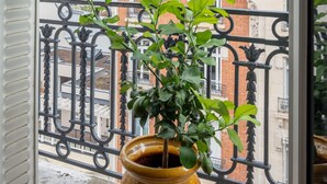 Uma varanda com planta em vaso, grade de ferro forjado e vista de edifícios altos com varandas.