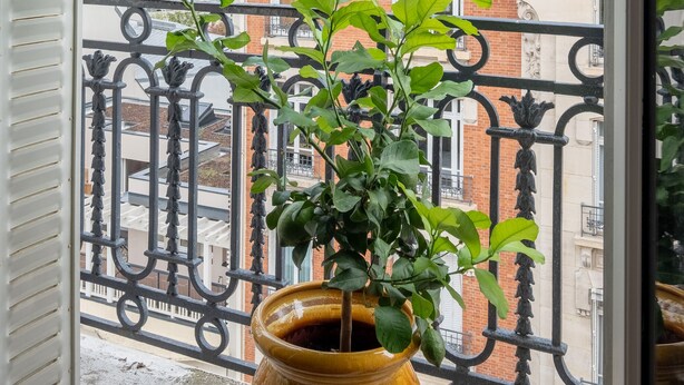 Un balcó amb una planta en test, una barana de ferro forjat i vista cap a edificis d'alguns pisos amb balcó.