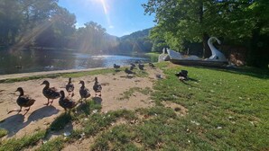 Eine friedliche Seenlandschaft mit Enten und einer Schwanstatue.