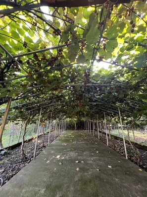 Property grounds - 5 minutes to Ocatse Canyon.With a view of the kiwi garden and the mountains (Zeda Gordi)