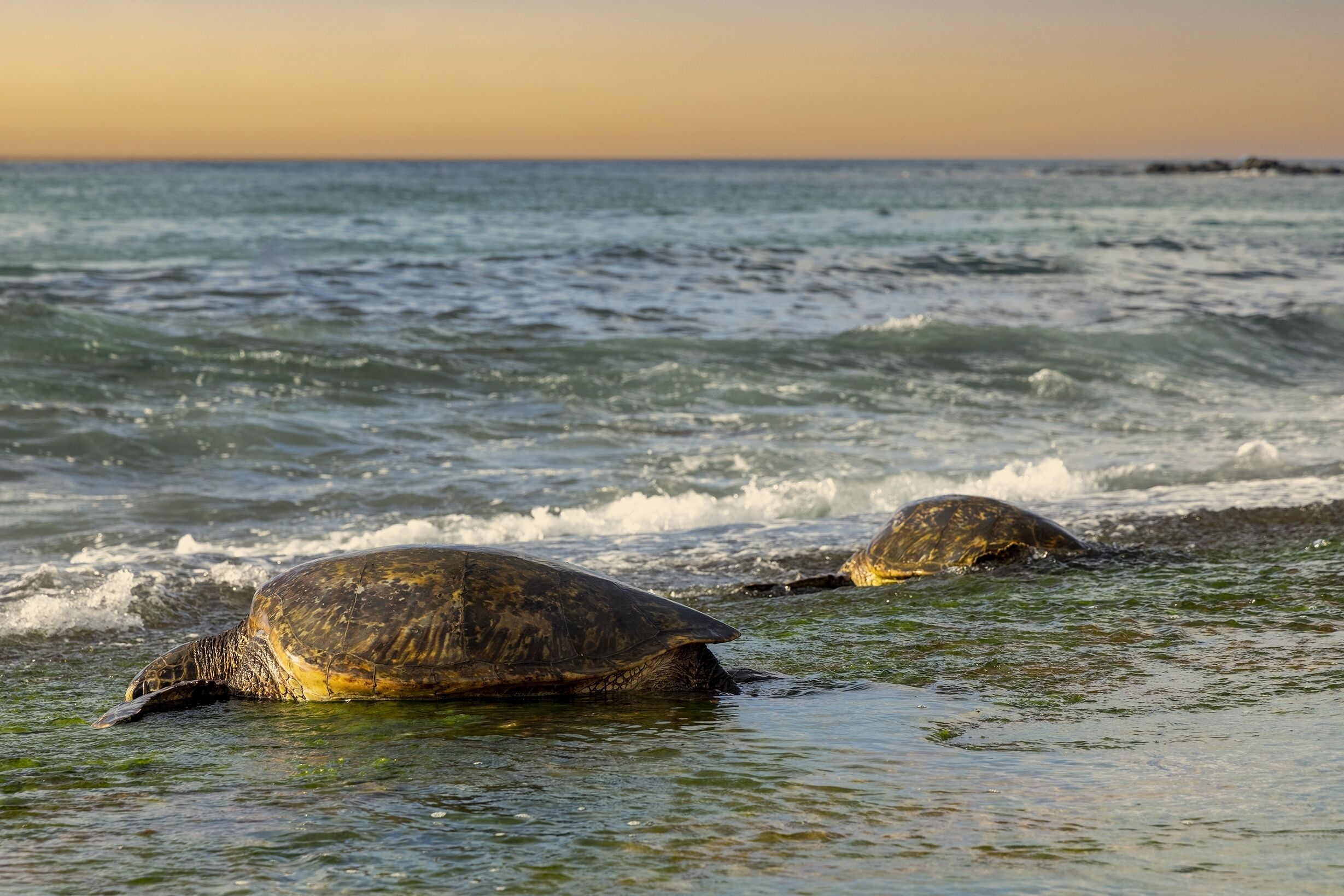 單棟房屋, 4 間臥室 | 海灘