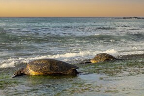 Rumah, 4 kamar tidur | Pantai | Di pantai