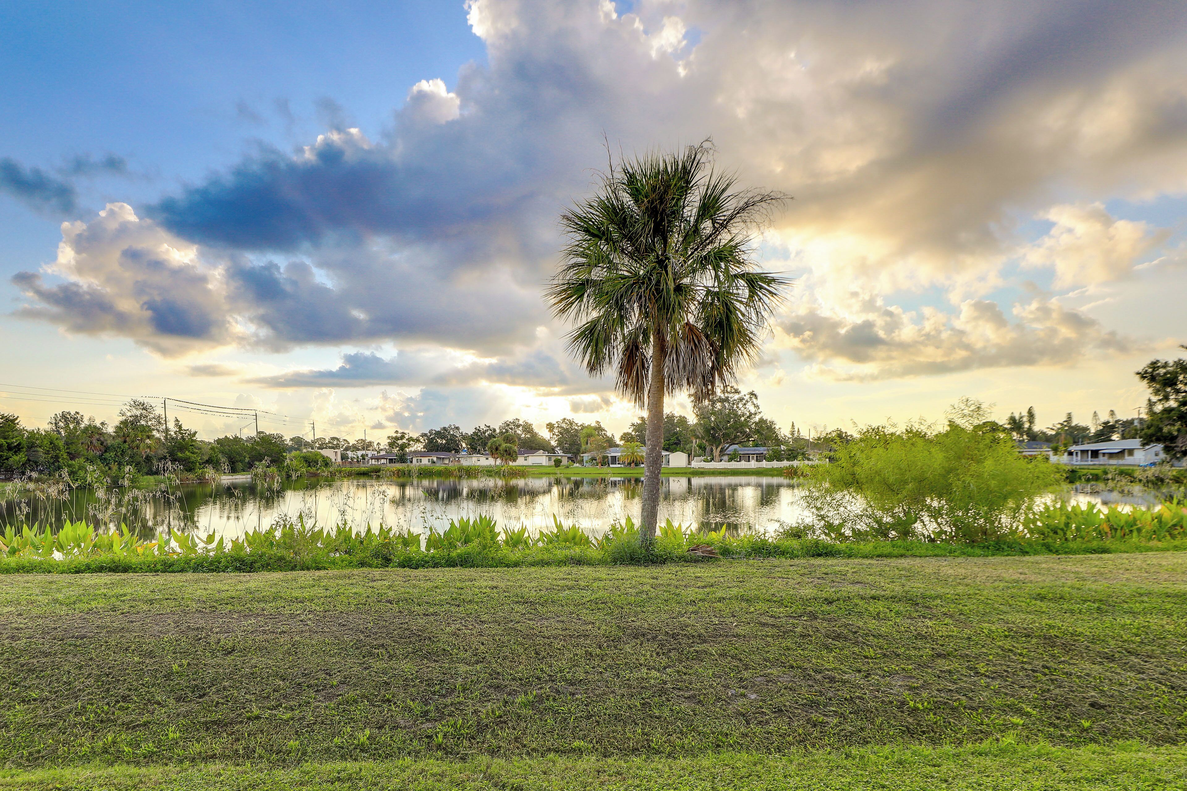A single palm tree in a grassy area with a body of water and houses in the background.