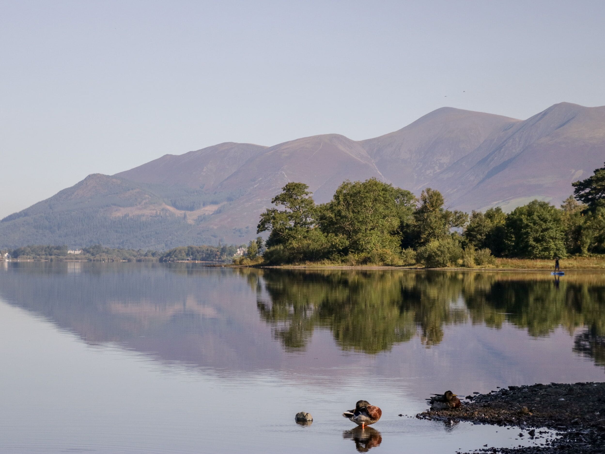 A calm lake with mountains in the background and a few ducks on the shore.