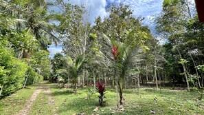 A lush garden with a variety of trees and plants, a clear sky, and a dirt path.
