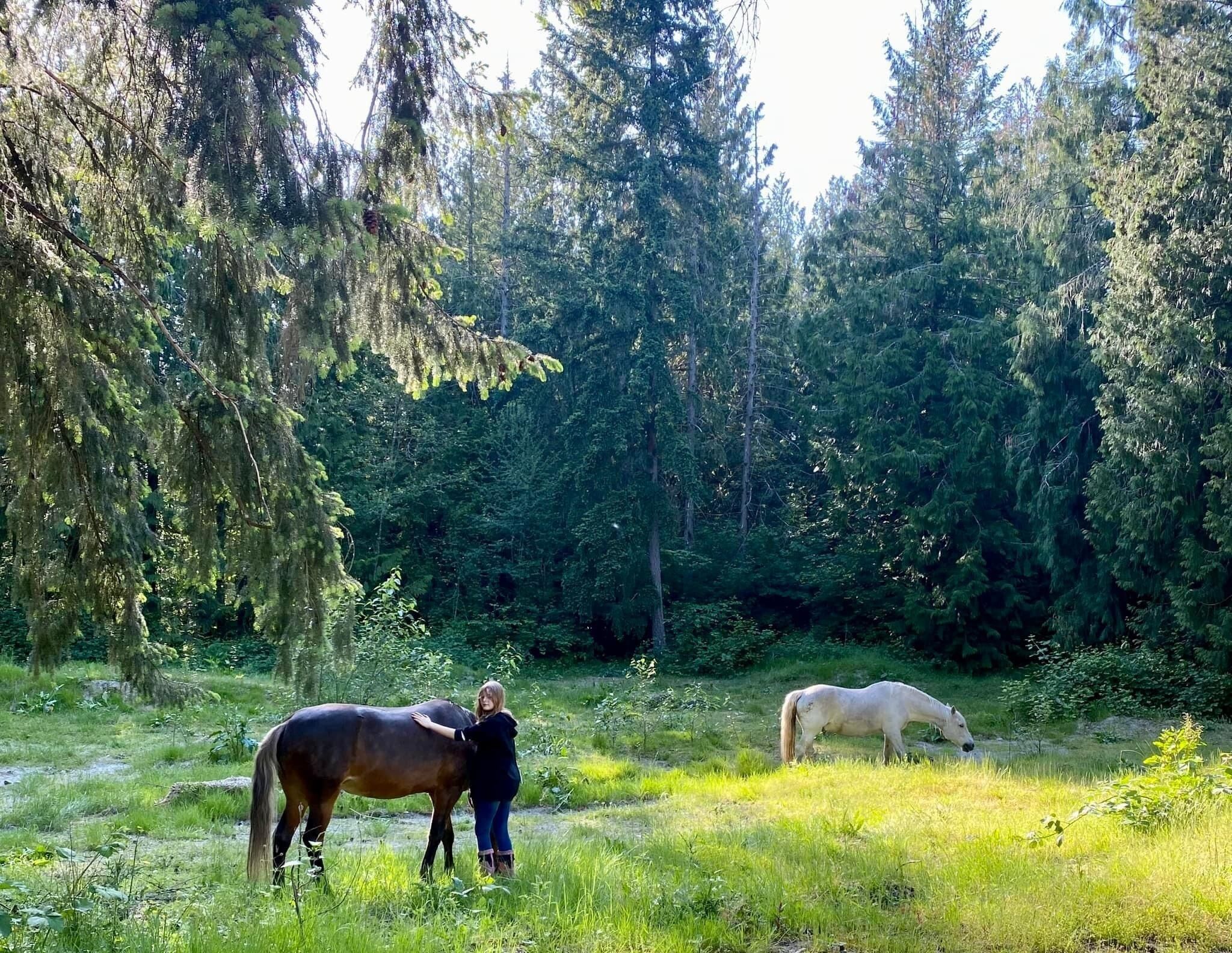 Een bebost gebied met twee paarden, een donker en een licht, die aan het grazen zijn.