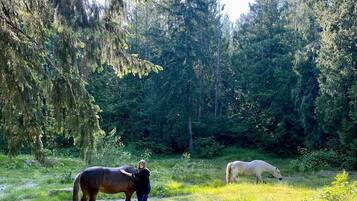 Een bebost gebied met twee paarden, een donker en een licht, die aan het grazen zijn.