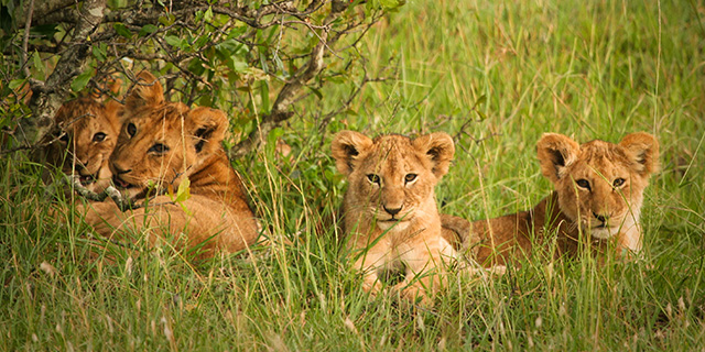 Listopedia: The Wildlife Watcher’s Bucket List