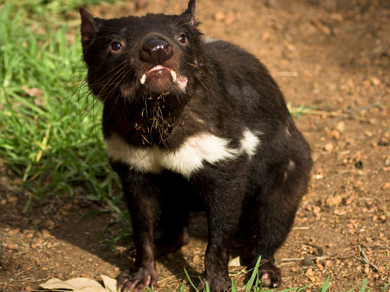 15 Of Australias Deadliest Animals And Where To Find Them Out There