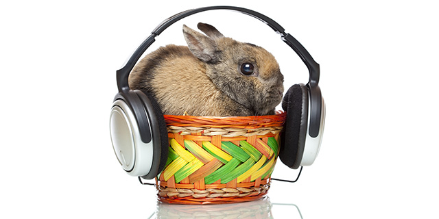 The Easter Dilemma: Aussie Music Festivals