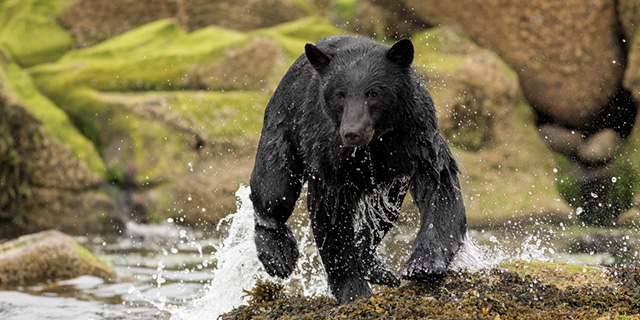 Listopedia: The Ultimate British Columbia Bucket List