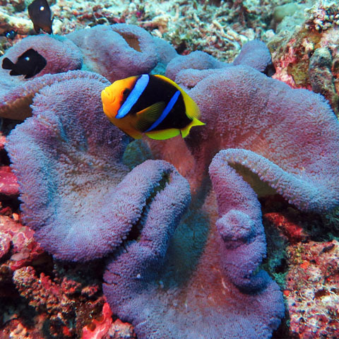 The Absolute Best Diving in Fiji