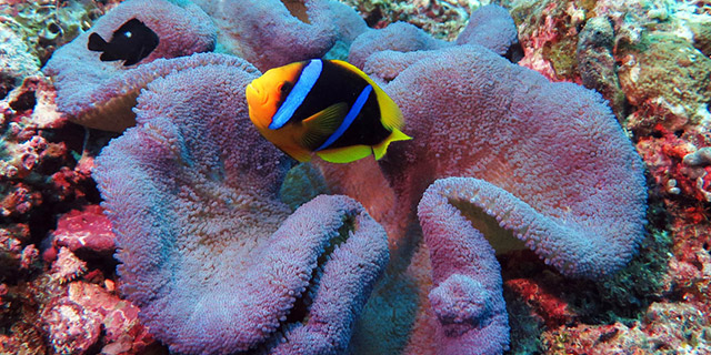 The Absolute Best Diving in Fiji