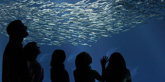 A day with the locals of Monterey