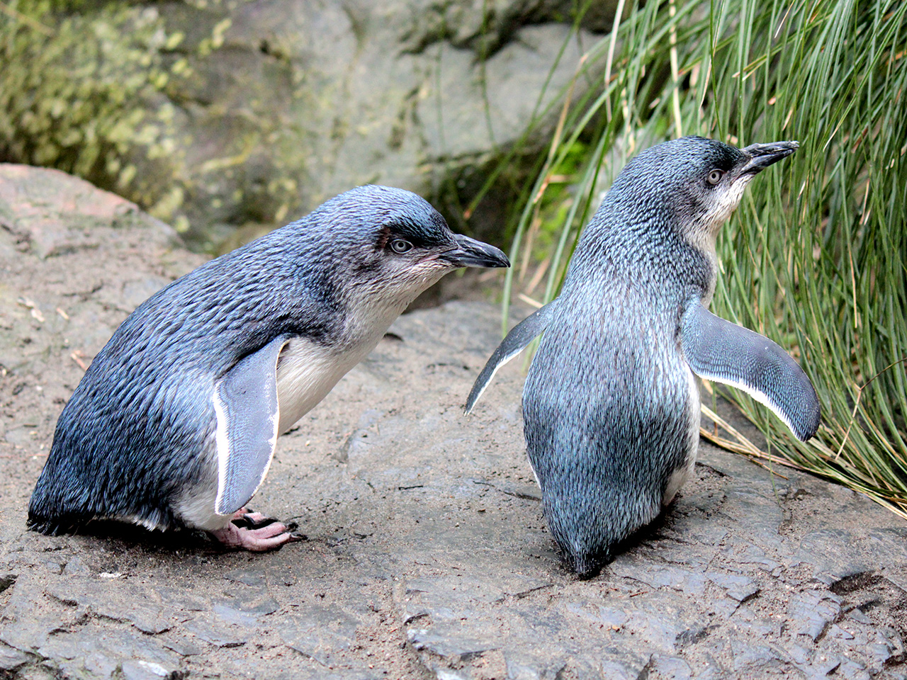 The horrors of zoos from around the world The horrors of zoos from around the world