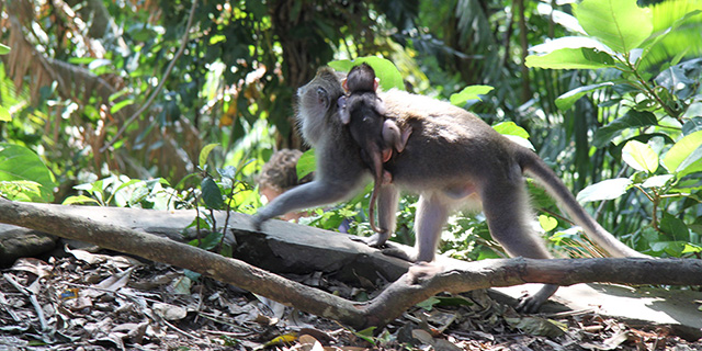Monkey Business – why families love Ubud