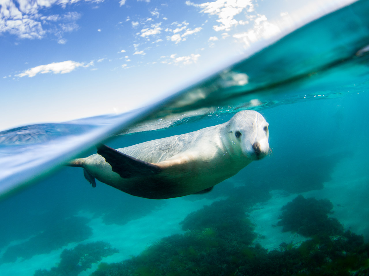 sea lion tours port lincoln