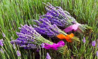 Hide and Seek at Lindenderry