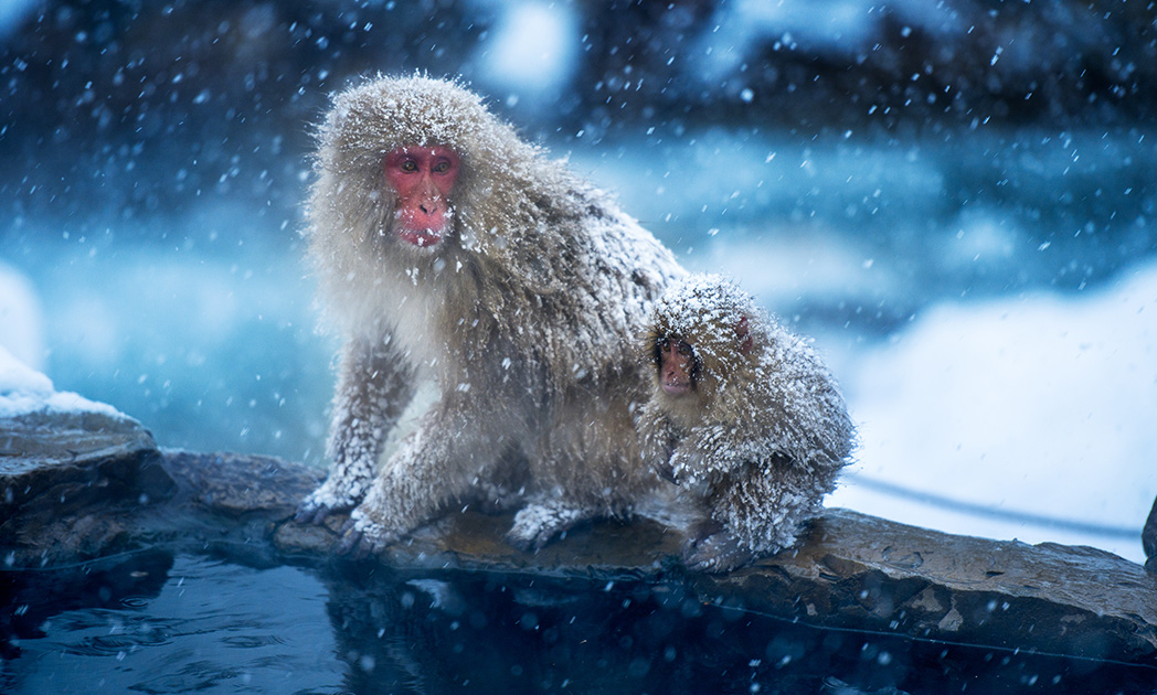 8 unique things to do in Japan – Hai!