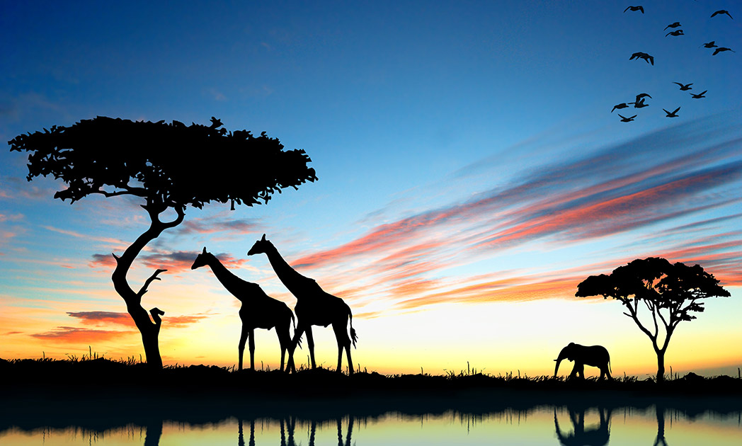 5 tips to help you improve your African Safari game