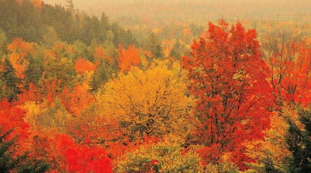 trees changing color