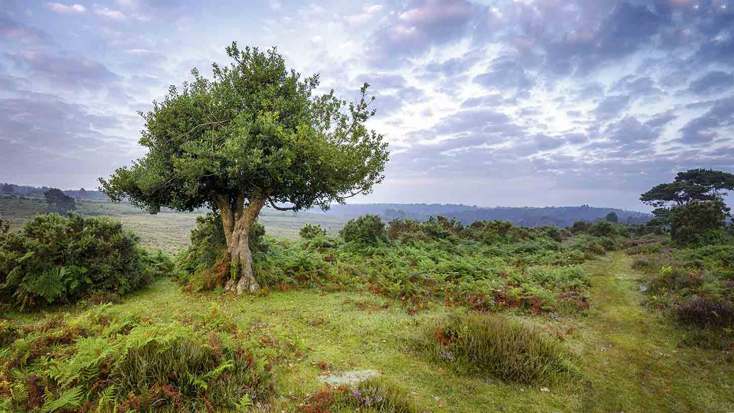 Small Hotels New Forest Small Hotels New Forest