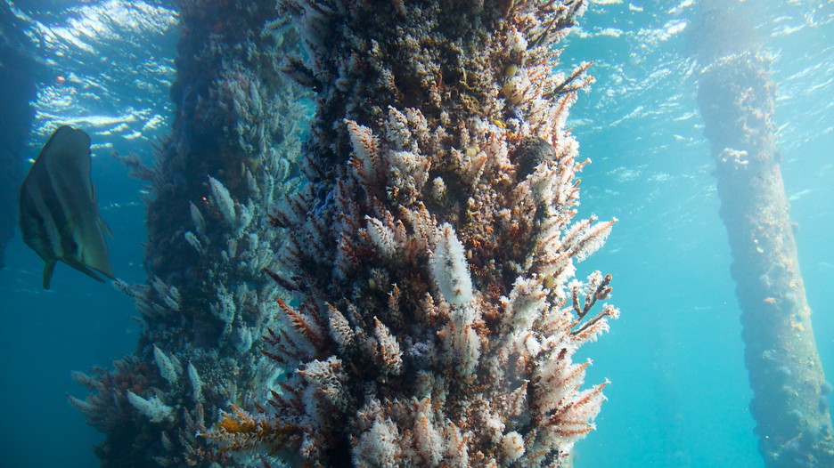 Busselton Jetty Underwater Observatory Busselton, Western Australia