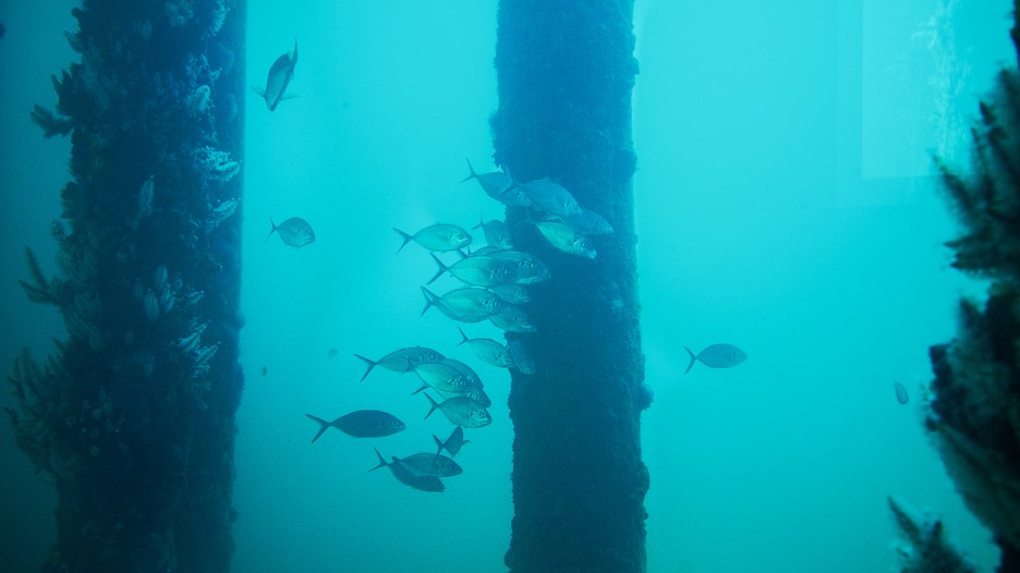 Busselton Jetty Underwater Observatory Busselton, Western Australia