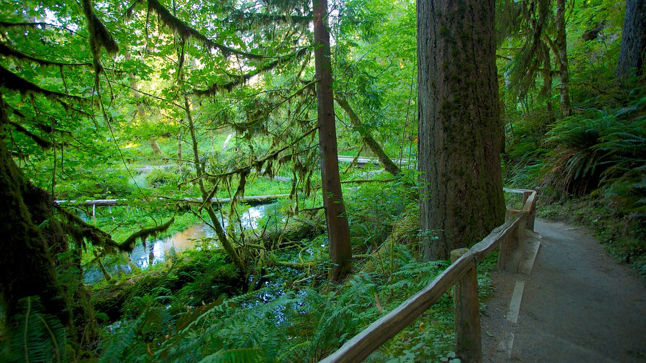 Hoh Rain Forest Visitor Center in Forks, Washington Expedia