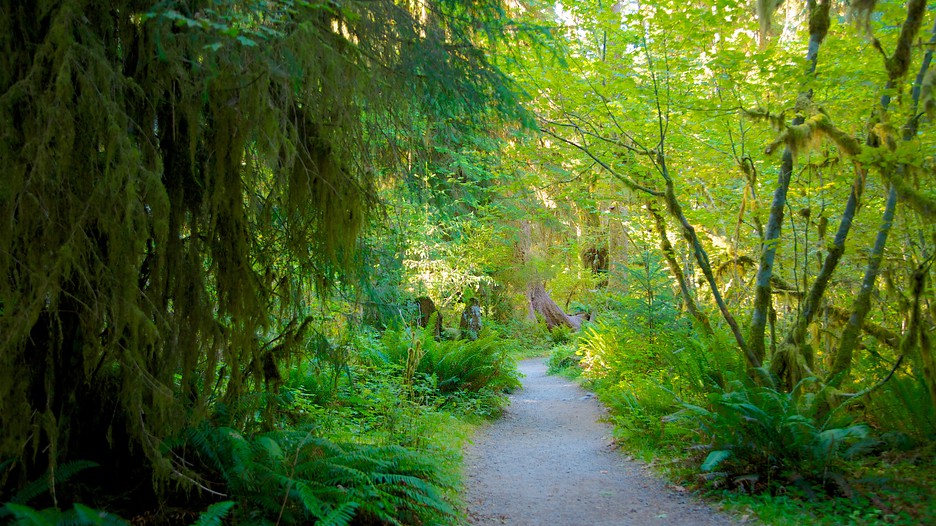 Hoh Rain Forest Visitor Center in Forks, Washington Expedia