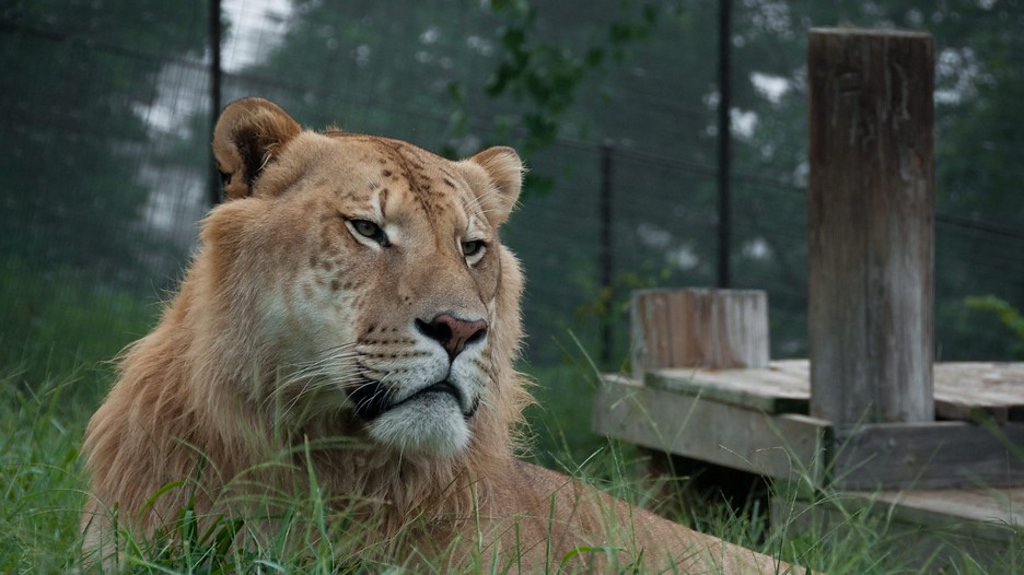 Turpentine Creek Wildlife Refuge in Eureka Springs, Arkansas Expedia