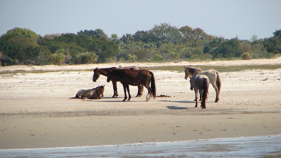 Hotels In Amelia Island Georgia Hotels In Amelia Island Georgia