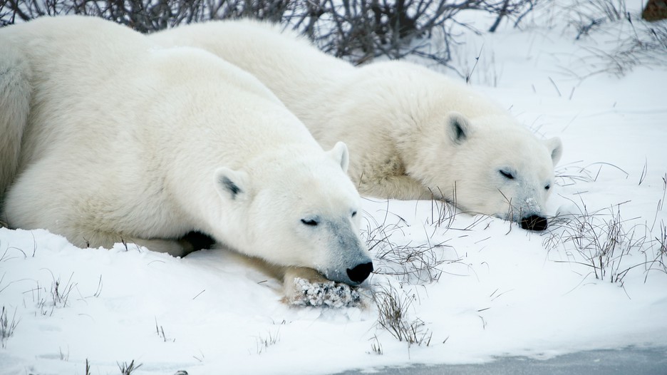 Manitoba Vacation Packages Find Cheap Vacations to Manitoba & Great