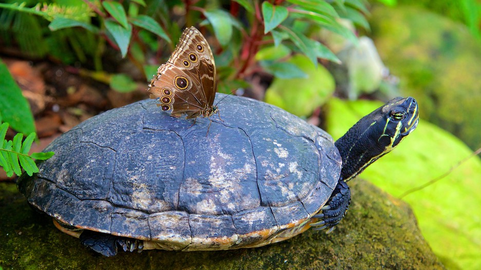 Key West Butterfly and Nature Conservatory in Key West, Florida Expedia