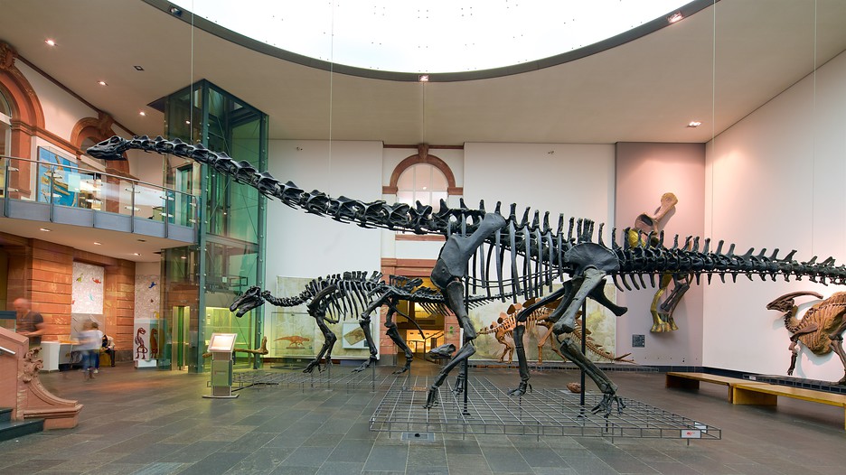 Senckenberg Natural History Museum Frankfurt Senckenberg Natural History Museum Frankfurt