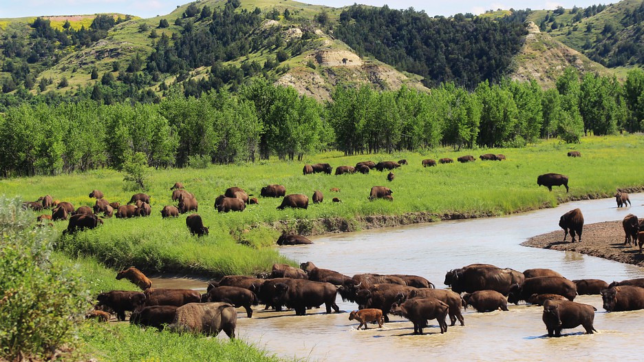 Theodore Roosevelt National Park America's National Parks