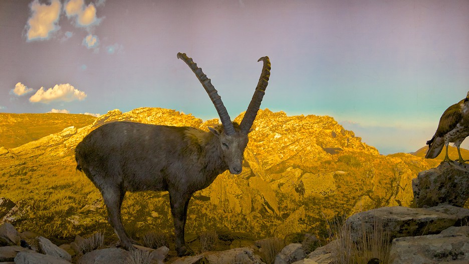 Natural History Museum Of Crete Heraklion Natural History Museum Of Crete Heraklion