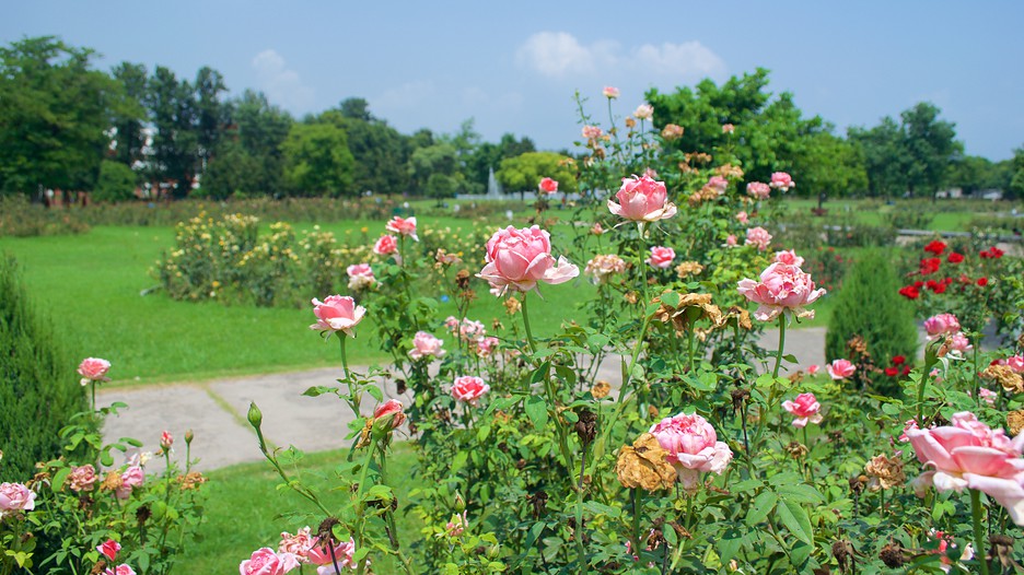 Zakir Rose Garden Chandigarh, Attraction