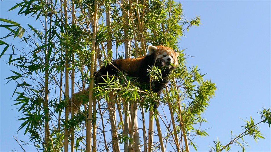 Buenos Aires Zoo in Buenos Aires Expedia.de