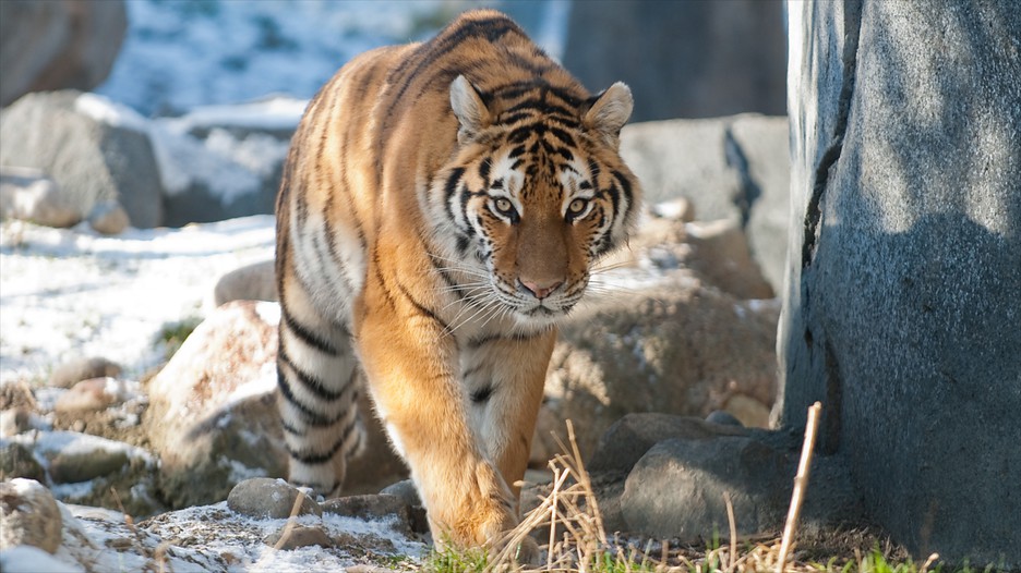 Columbus Zoo and Aquarium in Columbus, Ohio Expedia